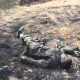 Army Raid Bandit Camp, Scores Killed
